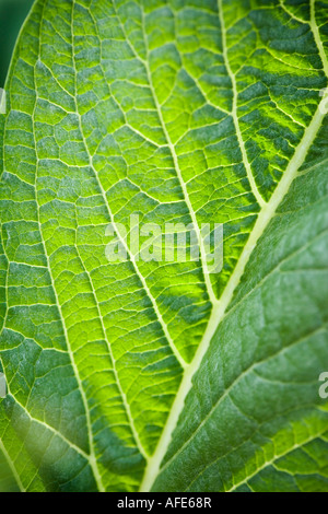 Immagine ravvicinata di particolari in foglia Foto Stock