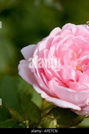 Rosa rosa vicino ritagliato shot in giugno in un giardino inglese Foto Stock