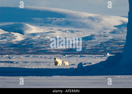 Femmina di orso polare e cinque mesi a cub iceberg Navy Board Lancaster Sound Isola Baffin Foto Stock