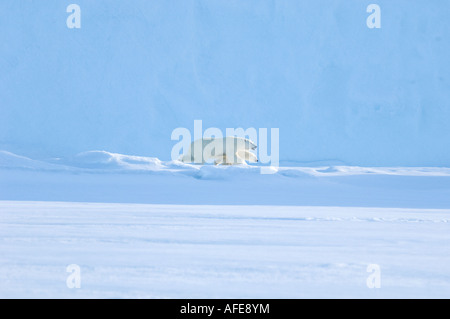 Femmina di orso polare e cinque mesi a cub iceberg Navy Board Lancaster Sound Isola Baffin Foto Stock