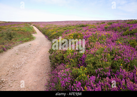 Percorso attraverso erica e ginestre fioriscono sulle colline di Quantock Somerset Inghilterra Foto Stock