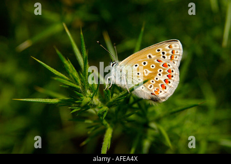 Argento femmina costellata Blue Butterfly Plebeius argus regolate su un ginestre spinose stelo Foto Stock