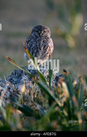 Civetta Athene noctua Spagna Foto Stock