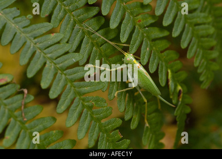 Una quercia Bush Cricket poggia su un verde felce in un bosco Foto Stock