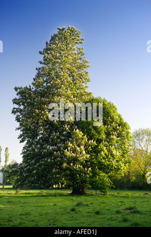 Cavallo Castagno fioritura in Norfolk Prato Foto Stock