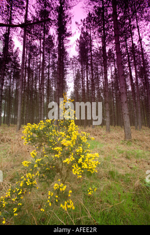 Ginestre fiorite e Tronchi di conifere, Thetford Forest, Norfolk, Regno Unito Foto Stock