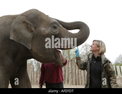 Lo zoo del veterinario del giardino zoologico Allwetterzoo Dr Sandra Silinski con l'elefante femmina Foto Stock