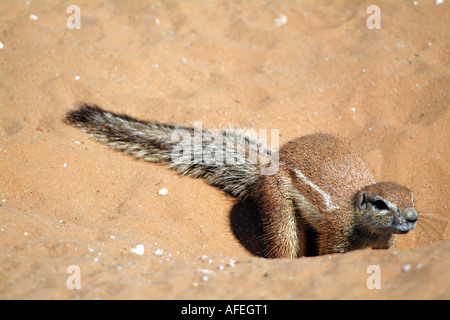 La massa di scoiattolo. Xerus inauris. Con i suoi lunghi artigli per scavare. Kalahari Sudafrica RSA Foto Stock