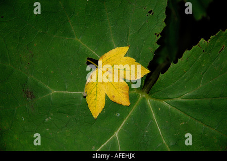 Un caduto giallo foglia di platano giace sulla foglia di un gigante di erbaccia di porco. Foto Stock