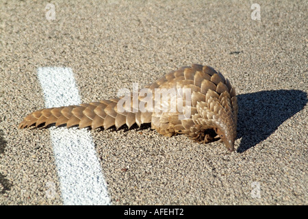 Pangolin. Manis temminckii. Noto anche come Anteater. Northern Cape Sud Africa RSA. Strada di attraversamento Foto Stock