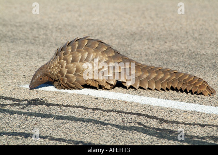 Pangolin. Manis temminckii. Noto anche come mangiatore di Ant. Northern Cape Sud Africa RSA. Strada di attraversamento Foto Stock