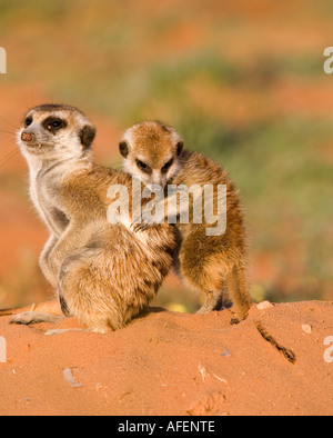 Suricate con i giovani Foto Stock