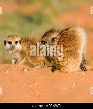 Suricate con i giovani Foto Stock