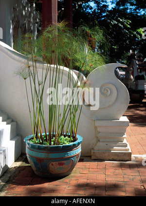 Questo motivo a spirale, vaso di ceramica con verde papiro piante, fornisce un luogo perfetto per un Asia tropicale resort spa esterno. Foto Stock