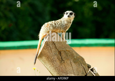 Meerkat Foto Stock