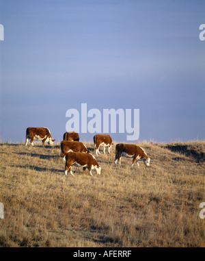 HEREFORD vacche e giovenche pascolo su terreni adibiti a pascolo Nebraska Foto Stock
