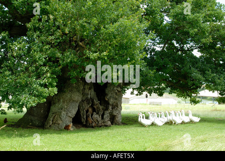 Il Bowthorpe Oak, nei pressi di Bourne nel Lincolnshire, Inghilterra Foto Stock