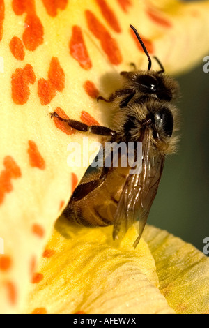 Ape e fiore Foto Stock