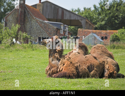 Bactrian camel in una fattoria nel sud Downs di Inghilterra Foto Stock