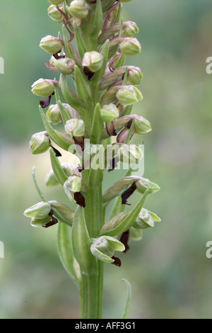 Frog Orchid flower spike Coeloglossum viride Foto Stock