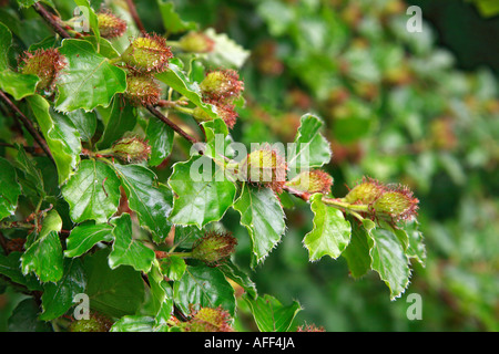 Foglie e mast di faggio in un legno Kent UK Foto Stock