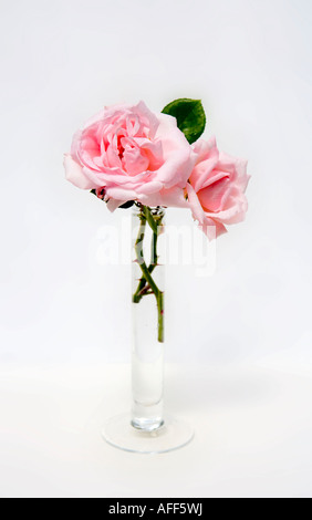Le rose rosa in un vaso di vetro Foto Stock