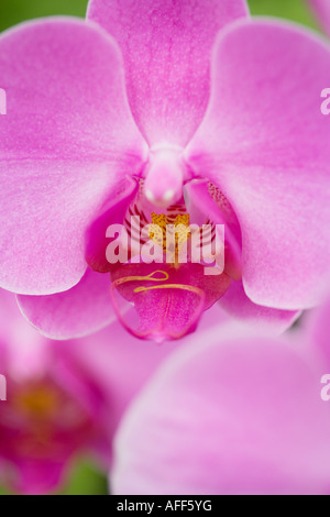 Immagine ravvicinata di rosa fiori di orchidea Foto Stock