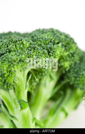 Studio shot di rosette di broccoli Foto Stock