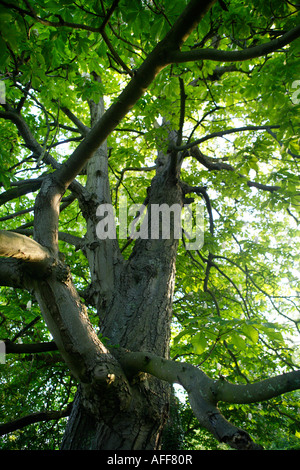 Rami superiori di un albero di Ippocastano Foto Stock