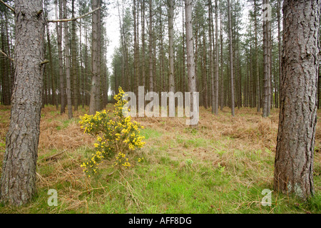 Ginestre fiorite e Tronchi di conifere, Thetford Forest, Norfolk, Regno Unito Foto Stock