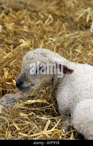 Agnello neonato sdraiato sulla paglia fresca Foto Stock