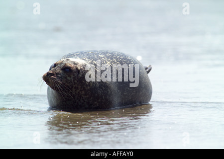 Guarnizione comune Phoca vitulina crogiolarsi al sole sulla costa della contea del Kent settentrionale vicino all'isola di Thanet Foto Stock