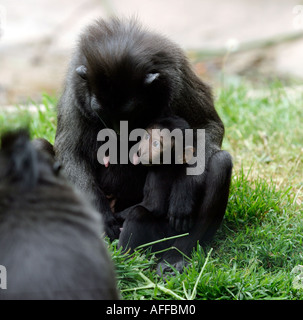 Macaque madre e bambino sulawesi crested black macaque macaca nigra Foto Stock