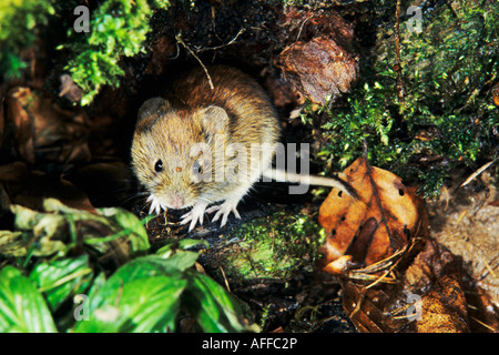 Bank Vole (Clethrionomys glareolus) nella foresta Foto Stock