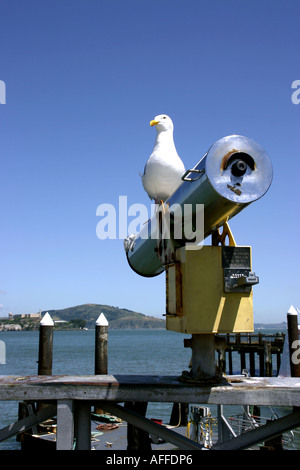 La baia di San Francisco Seagull Foto Stock