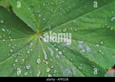 Acqua su una foglia. Eyam Hall, Eyam, Derbyshire, Regno Unito. Foto Stock