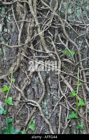 Ivy salendo su un tronco di albero in Eyam cimitero. Chiesa di San Lorenzo, Eyam, Derbyshire, Regno Unito. Foto Stock