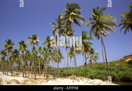 India Goa Mandrem vicino Arambol palme da cocco lungo il fiume Foto Stock