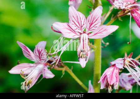 Bush Burning Dictamnus o fiori del roveto ardente (Dictamnus albus) fioritura. Roveto Ardente è una rarissima pianta Foto Stock