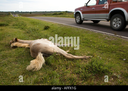 Dead New Forest pony si trova di fianco alla strada Foto Stock