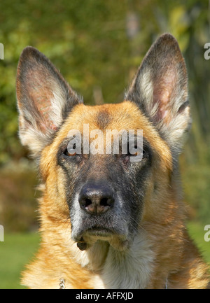 Ritratto di femmina adulta del pastore tedesco cane. Foto Stock