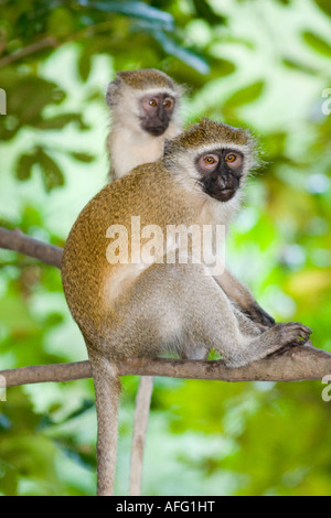 Due scimmie Vervet Cercopithecus aethiops nella valle di Kilombero Tanzania Foto Stock
