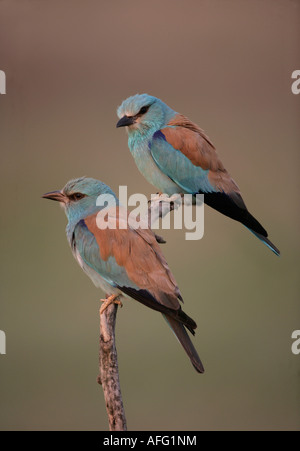 Rullo europea Coracias garrulus Ungheria Foto Stock