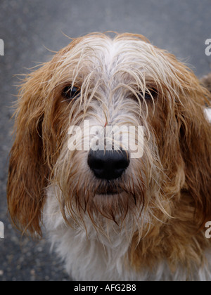 Si dispone di una passeggiata con il cane anche quando piove Foto Stock