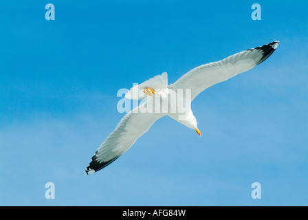 Basso angolo vista di flying seagull Foto Stock