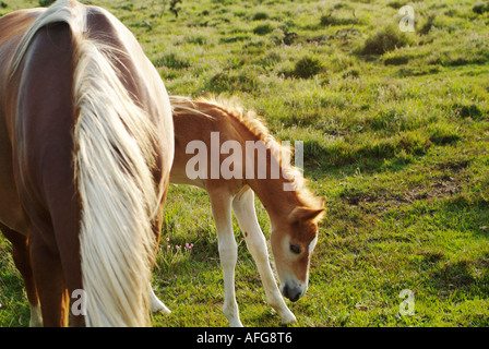 Cavallo con il puledro in New Forest Hampshire Inghilterra Foto Stock