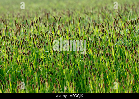 Campo di miglio italiano (gabbia bird seed), Setaria italica, Indre, Francia. Foto Stock