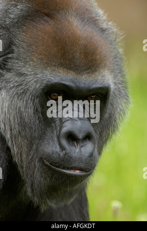 Western pianura gorilla gorilla Gorilla gorilla nativa per Africa occidentale e centrale e in cattività allo Zoo di Bristol Foto Stock