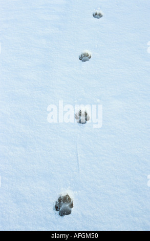 La via di un lupo grigio nella neve / Canis lupus Foto Stock