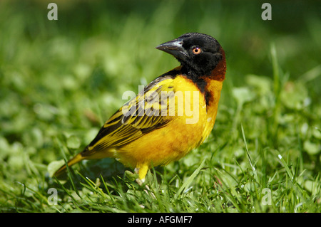 Village weaver - maschio - sul prato / Ploceus cucullatus Foto Stock